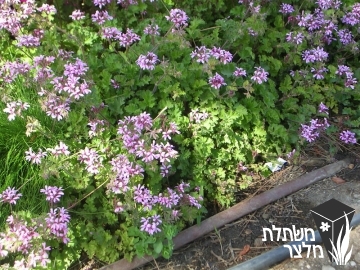 פלרגון - Pelargonium