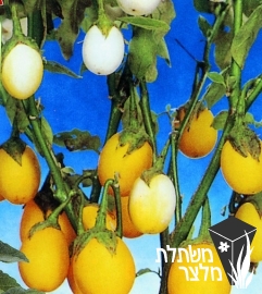 סולנום - Solanum