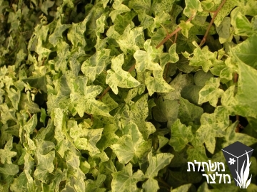 קיסוס - Hedera