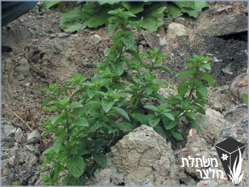 נענה - Mentha