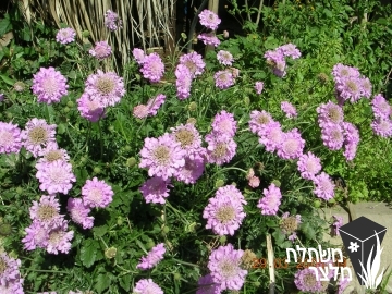 תגית - Scabiosa