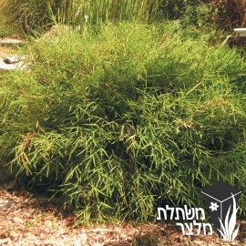 פוגונתרום - Pogonatherum