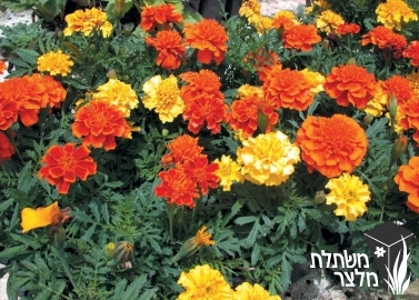 טגטס - Tagetes