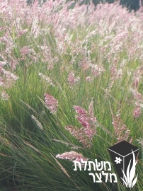 מליניס - Melinis