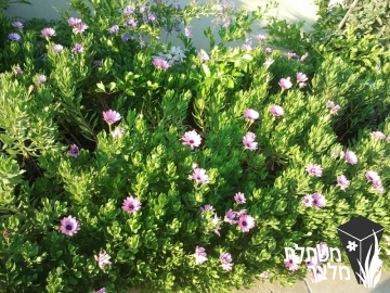 גרמית - Osteospermum