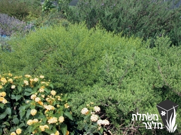 בכריס - Baccharis