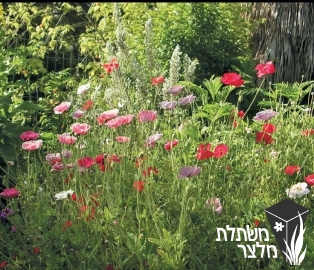 פרג - Papaver