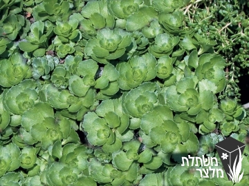 צורית - Sedum