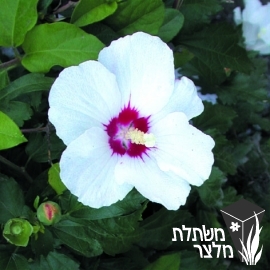 היביסקוס - Hibiscus