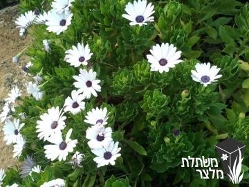 גרמית - Osteospermum