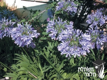 אגפנתוס - Agapanthus