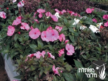 בשמת - Impatiens