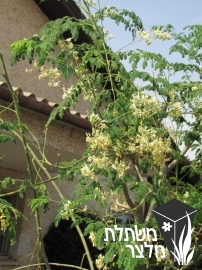 מורינגה - Moringa