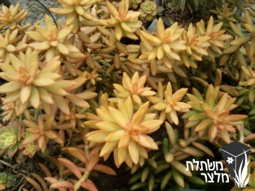 צורית - Sedum