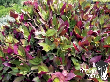 יהודי- נודד - Tradescantia