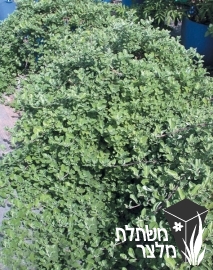 שיח-אברהם - Vitex