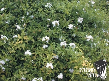 עופרית - Plumbago