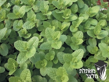 נענה - Mentha