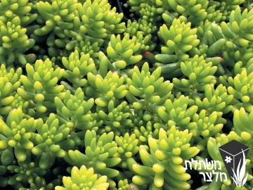 צורית - Sedum