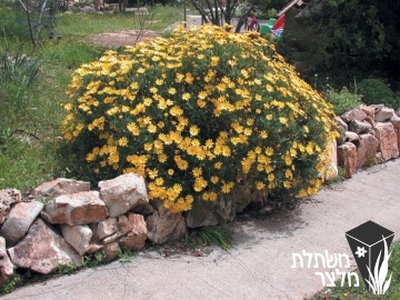 עינן - Euryops