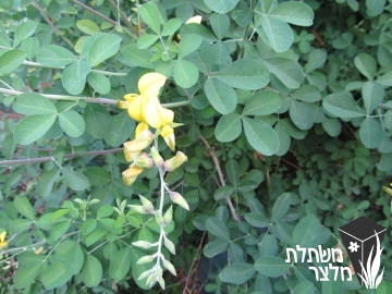 קרוטלריית - Crotalaria