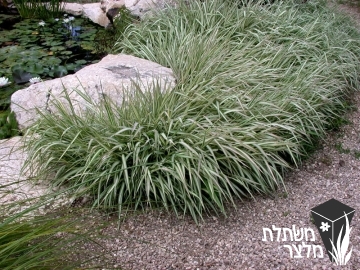 חפורית - Phalaris