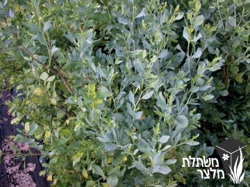 בכריס - Baccharis