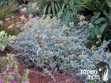 דם-המכבים - Helichrysum