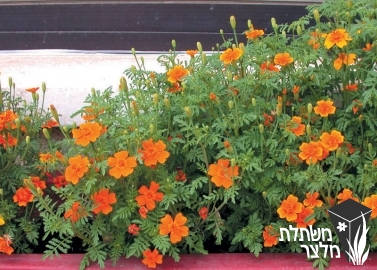 טגטס - Tagetes