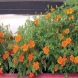 טגטס - Tagetes