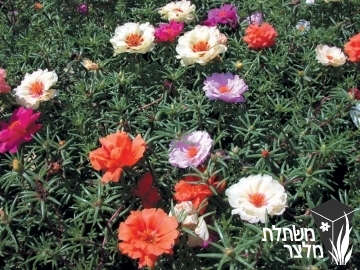 רגלה - Portulaca