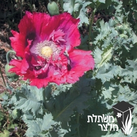 פרג - Papaver