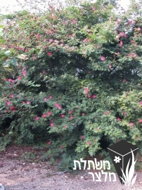 קליאנדרה - Calliandra