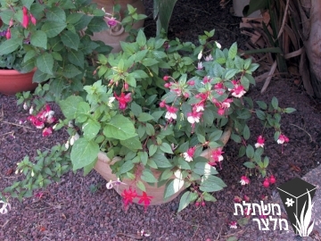 פוקסיית - Fuchsia