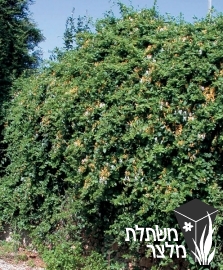 יערה - Lonicera