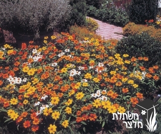 ציניה - Zinnia