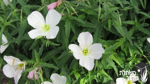 נר-לילה - Oenothera