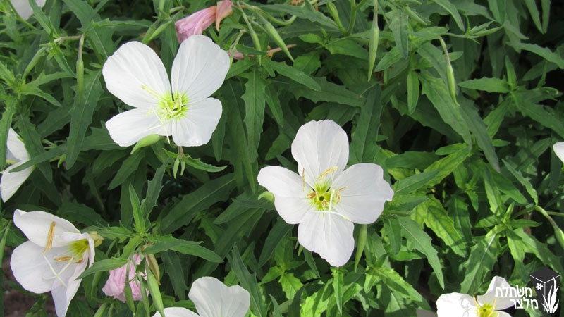 cloth demand sufficient נר-לילה - Oenothera - משתלות מלצר, משתלה לצמחים רב שנתיים,שיחים,סוקולנטים, עונתיים, מטפסים, תבלינים וירקות צמחים לגינה, משתלות בשרון cloth demand sufficient נר-לילה - Oenothera - משתלות מלצר, משתלה לצמחים רב שנתיים,שיחים,סוקולנטים, עונתיים, מטפסים, תבלינים וירקות צמחים לגינה, משתלות בשרון