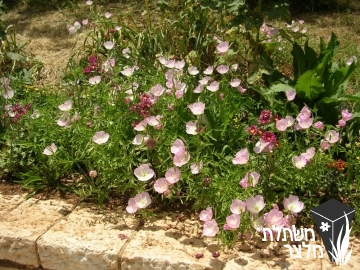 נר-לילה - Oenothera