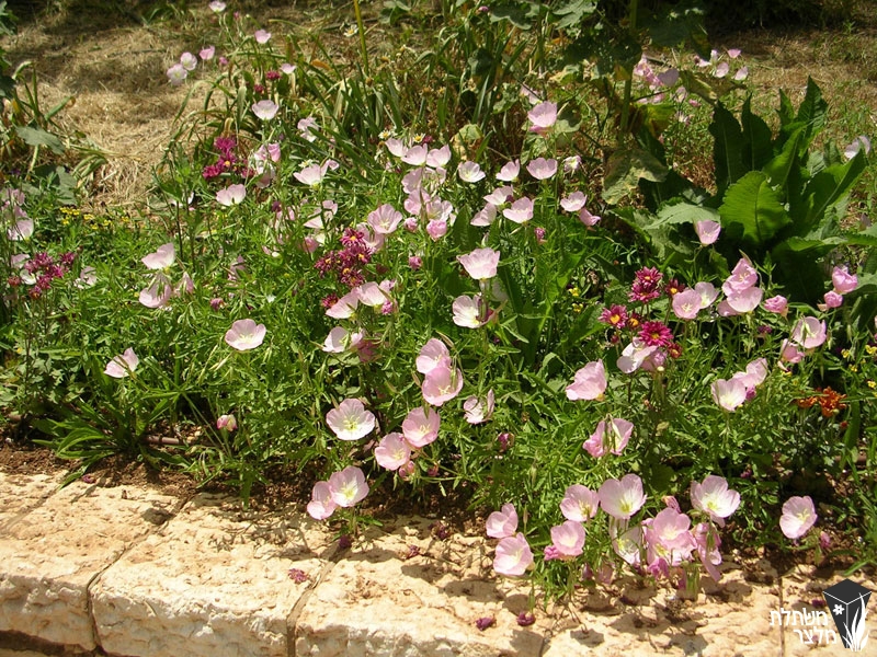 cloth demand sufficient נר-לילה - Oenothera - משתלות מלצר, משתלה לצמחים רב שנתיים,שיחים,סוקולנטים, עונתיים, מטפסים, תבלינים וירקות צמחים לגינה, משתלות בשרון cloth demand sufficient נר-לילה - Oenothera - משתלות מלצר, משתלה לצמחים רב שנתיים,שיחים,סוקולנטים, עונתיים, מטפסים, תבלינים וירקות צמחים לגינה, משתלות בשרון