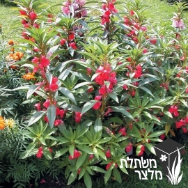 בושמת - Impatiens