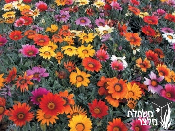 גזניה - Gazania