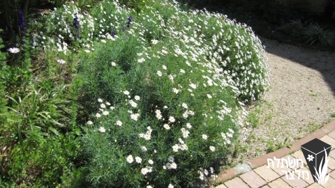 חרצית - Chrysanthemum