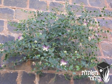 צלף - Capparis