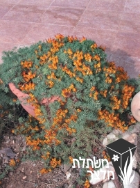 לוטוס - Lotus