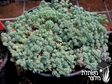 צורית - Sedum