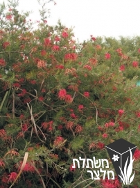 גרווילאת - Grevillea
