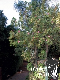 היביסקוס - Hibiscus