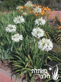 אגפנתוס - Agapanthus