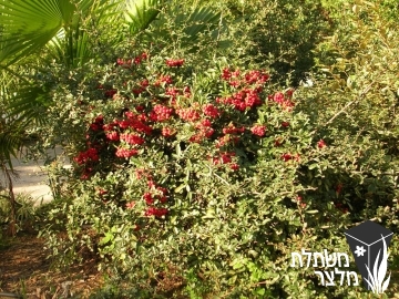 פירקנתה - Pyracantha